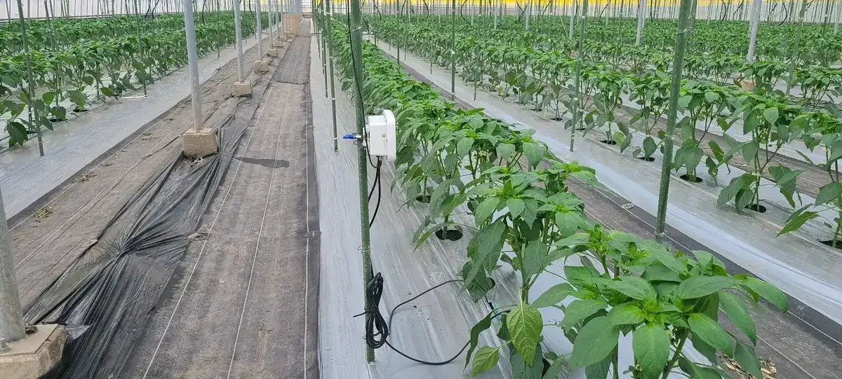 CropWatch sensor monitoring a commercial pepper greenhouse